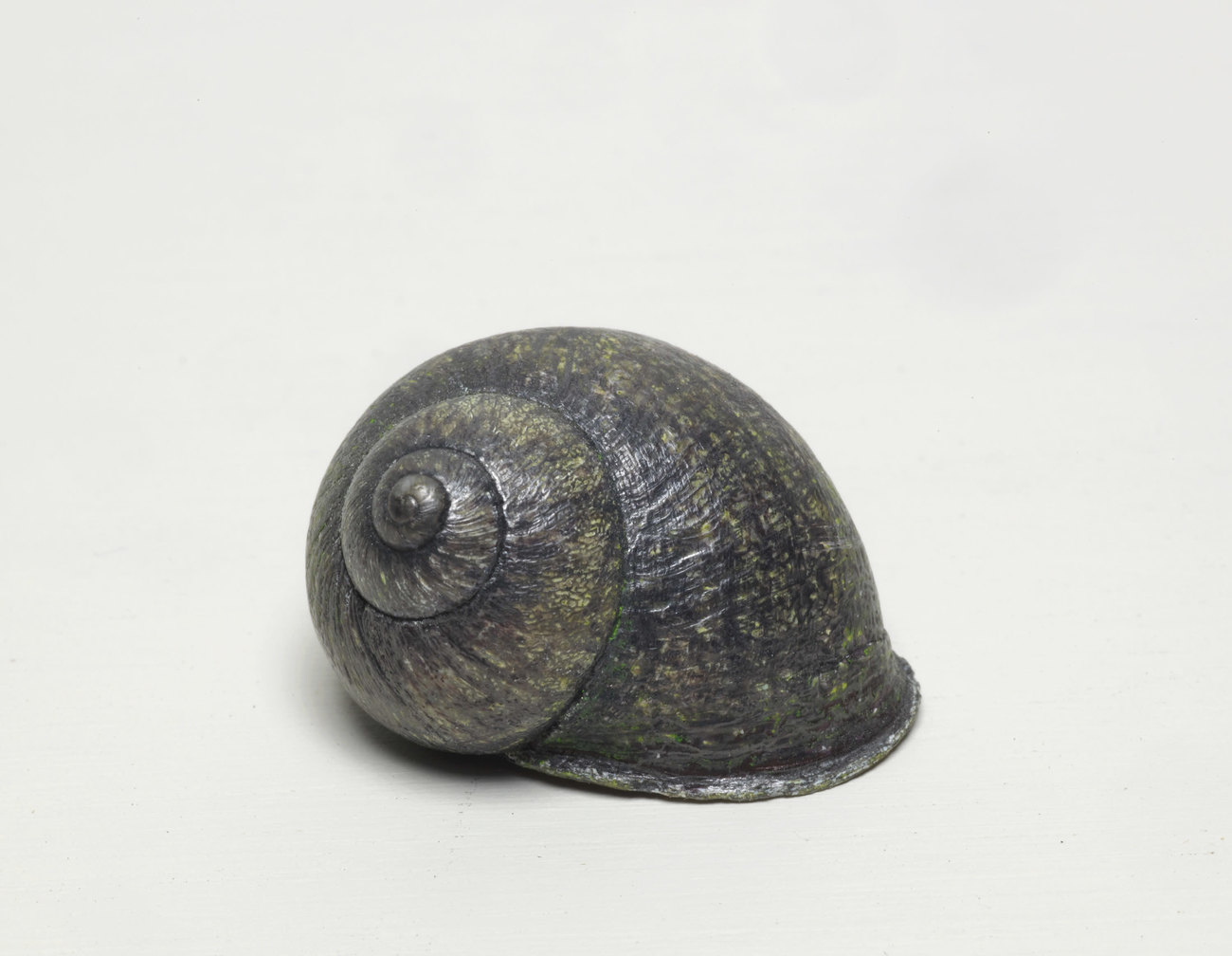 Graphite Snail